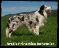 Arctic Princ Nica Bohemica